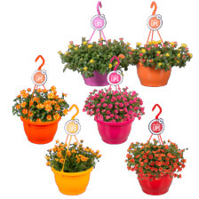 Portulaca hangplant